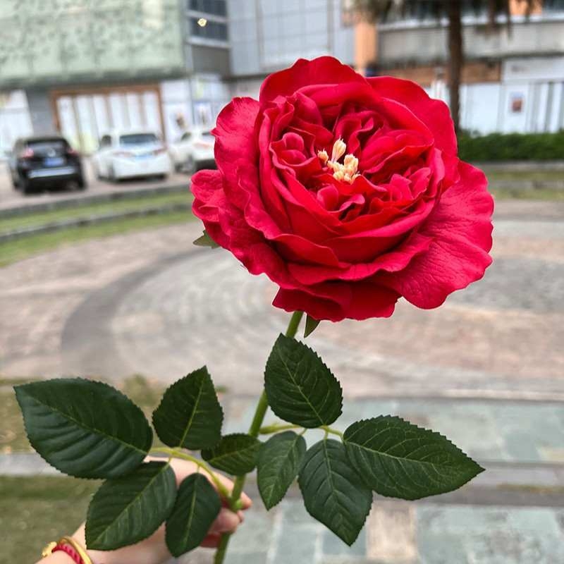 Wholesale of artificial single roses with a soft feel