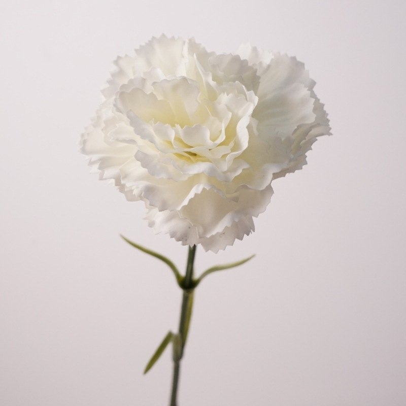 Soft-touch Carnation Wholesale