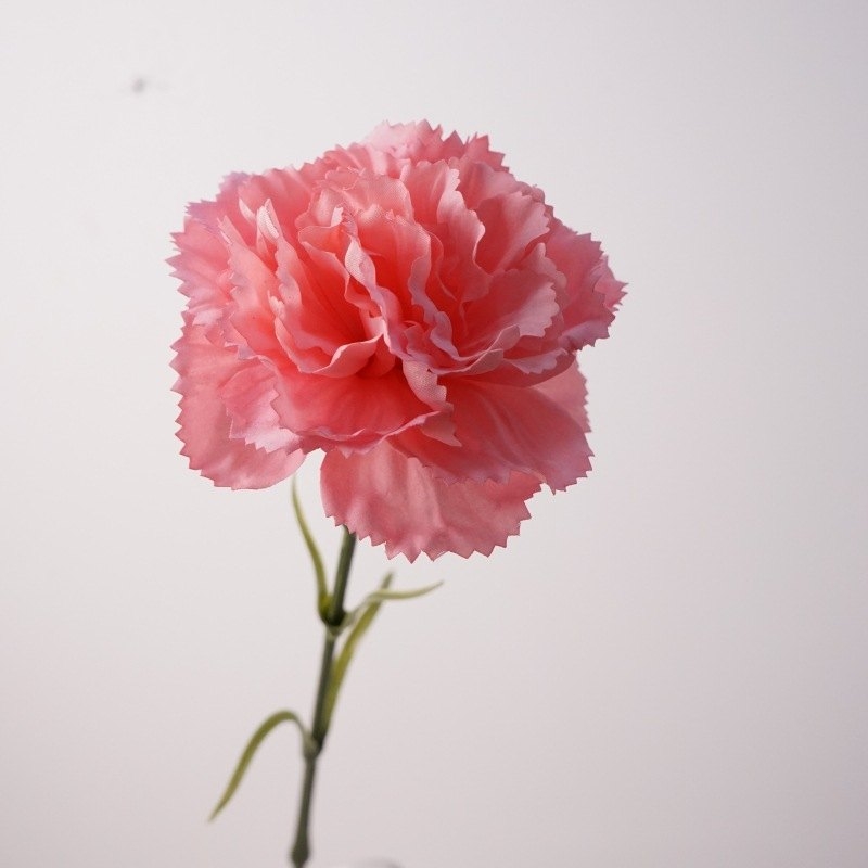 Soft-touch Carnation Wholesale