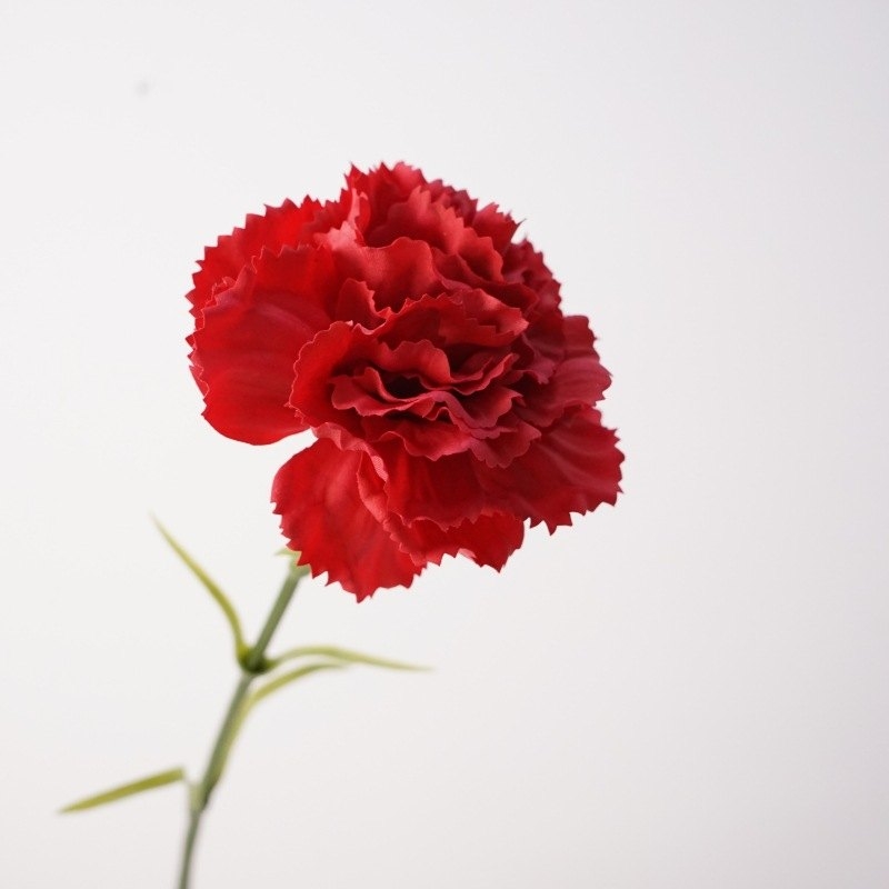 Soft-touch Carnation Wholesale