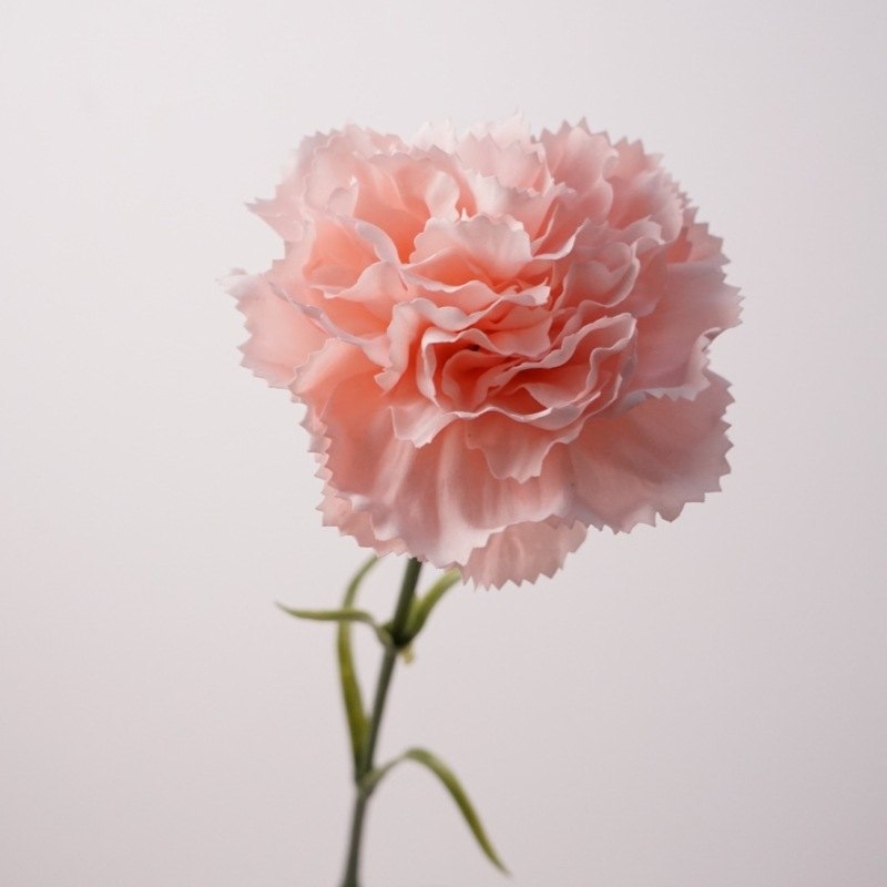 Soft-touch Carnation Wholesale