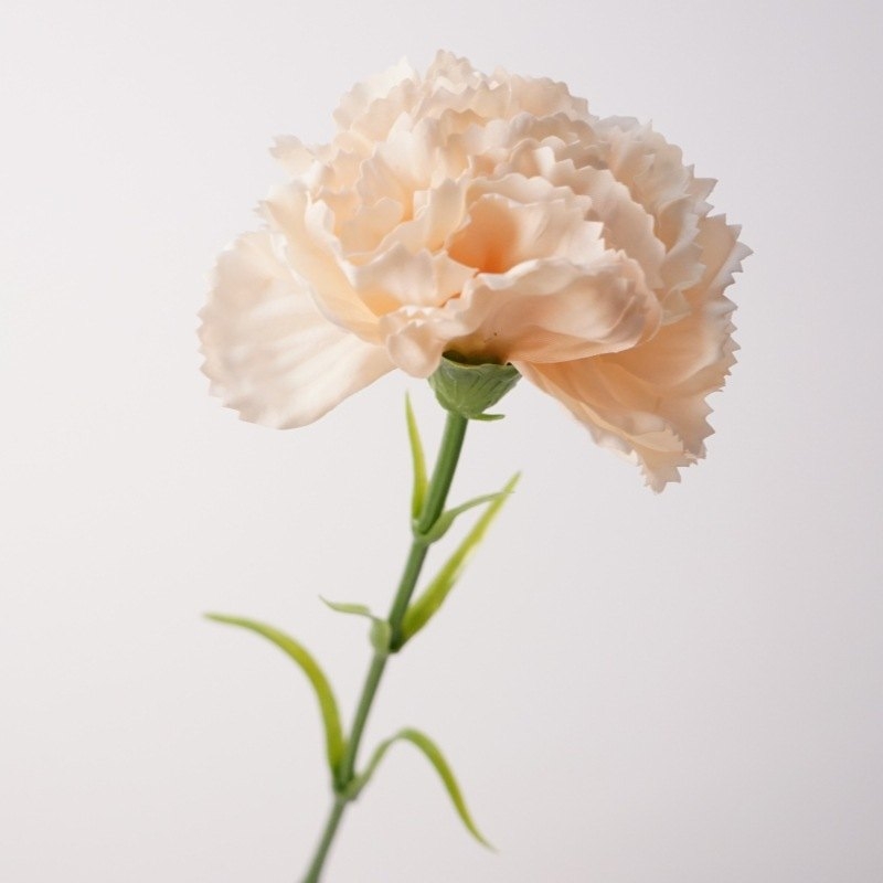 Soft-touch Carnation Wholesale