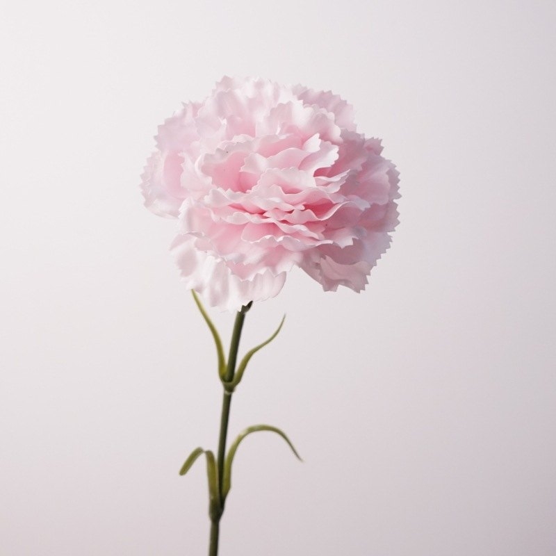 Soft-touch Carnation Wholesale