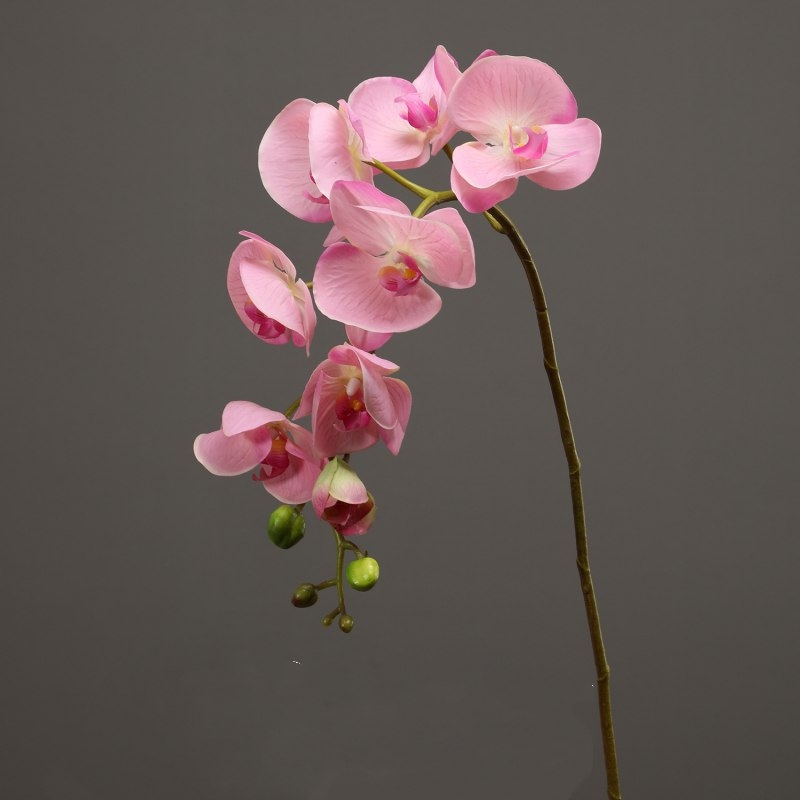 High-quality real touch Phalaenopsis orchid