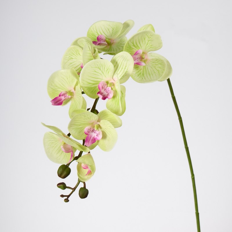 High-quality real touch Phalaenopsis orchid