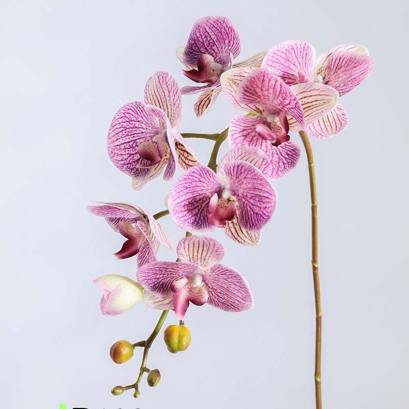 High-quality real touch Phalaenopsis orchid