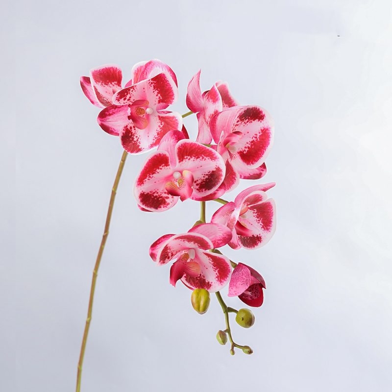 High-quality real touch Phalaenopsis orchid
