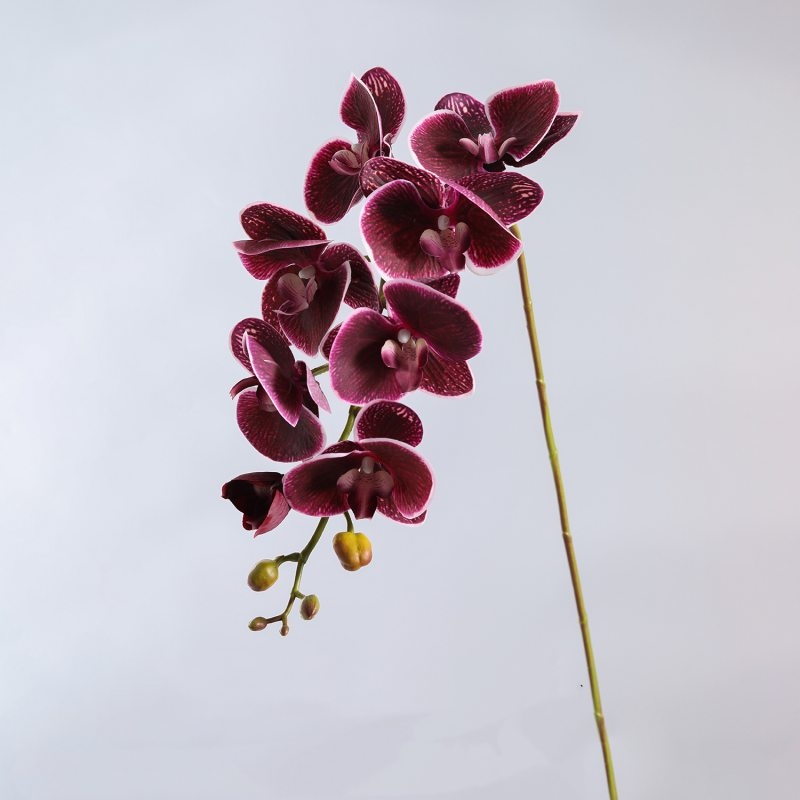 High-quality real touch Phalaenopsis orchid