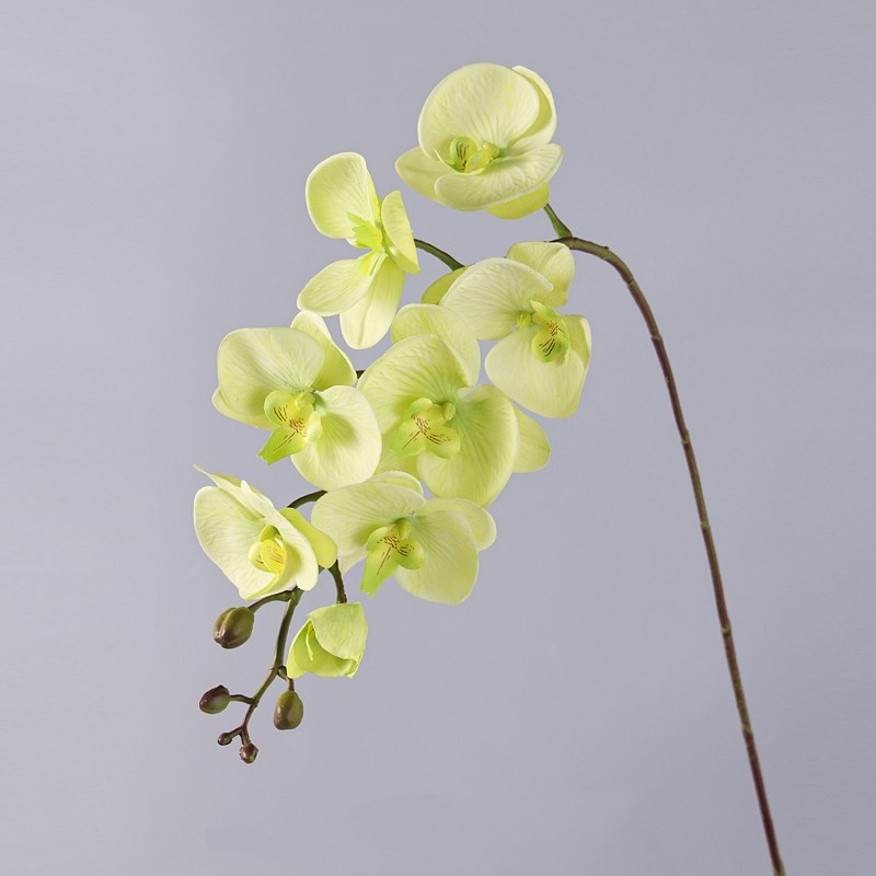 High-quality real touch Phalaenopsis orchid