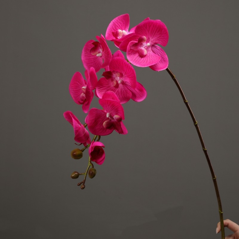High-quality real touch Phalaenopsis orchid