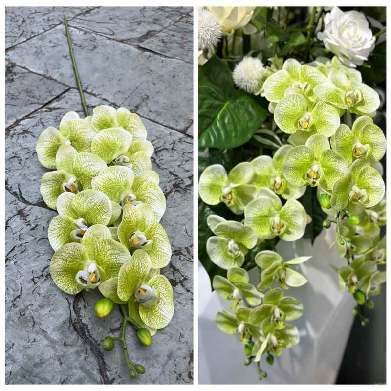 Realistic-looking Phalaenopsis orchid