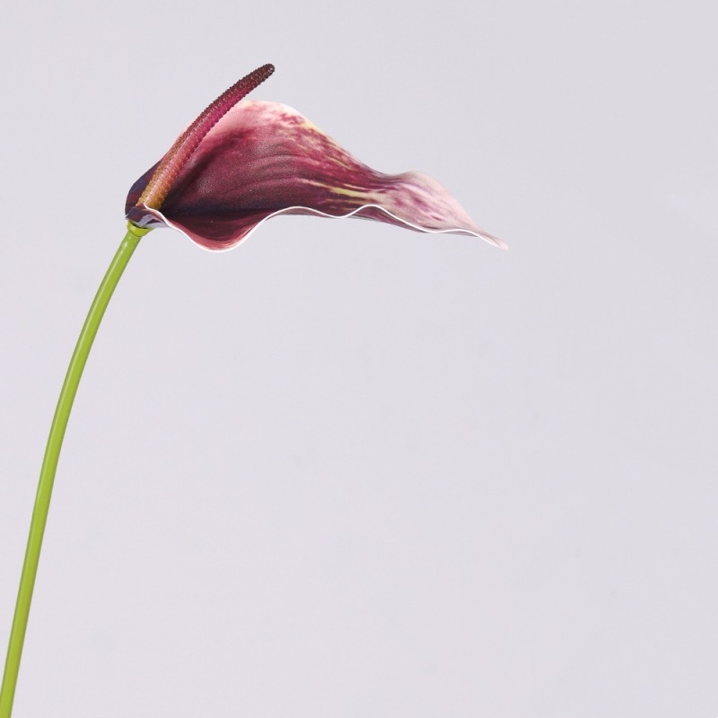 Artificial Anthurium Scherzerianum Stem 72CM