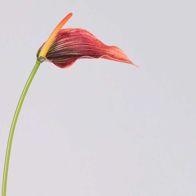Artificial Anthurium Scherzerianum Stem 72CM