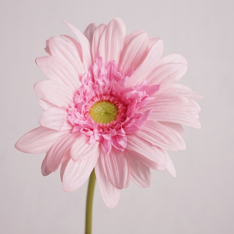 Wholesale Artificial Gerbera Stem – 65cm Long Stem