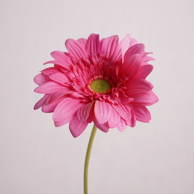 Wholesale Artificial Gerbera Stem – 65cm Long Stem