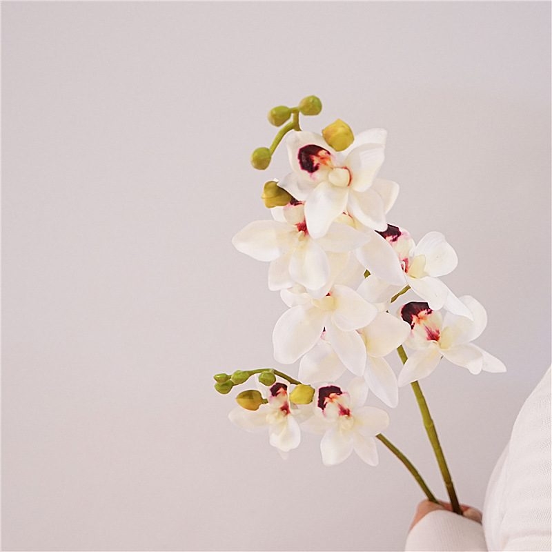Realistic Phalaenopsis orchid with two branches