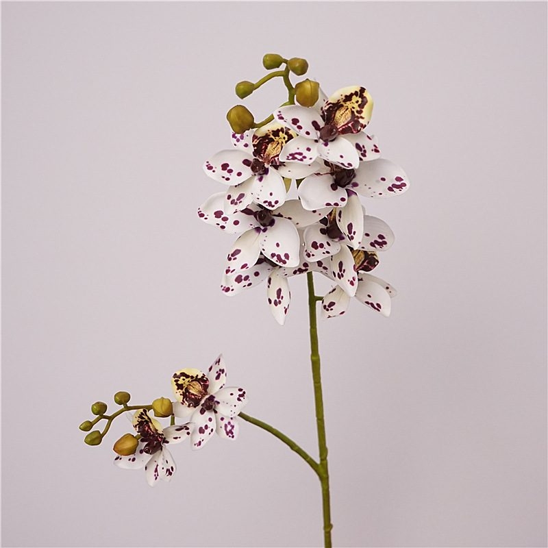 Realistic Phalaenopsis orchid with two branches