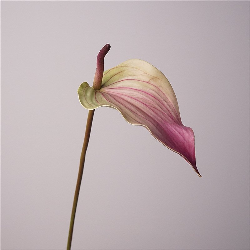 Artificial Anthurium Scherzerianum 72CM