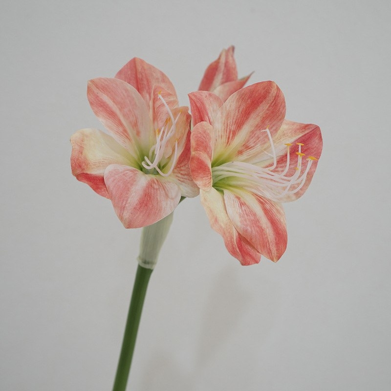 Artificial Clivia