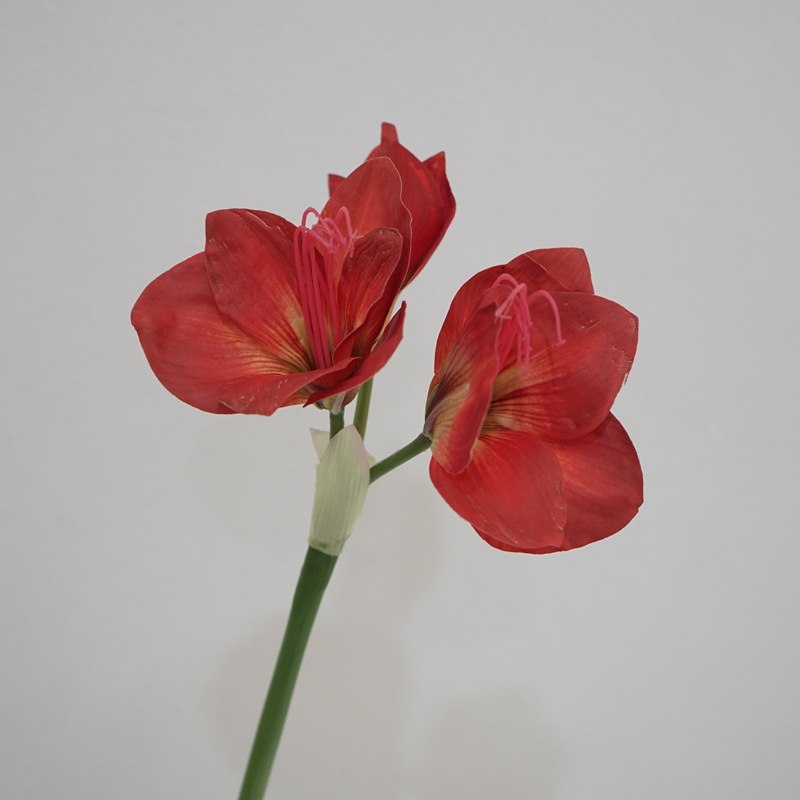 Artificial Clivia