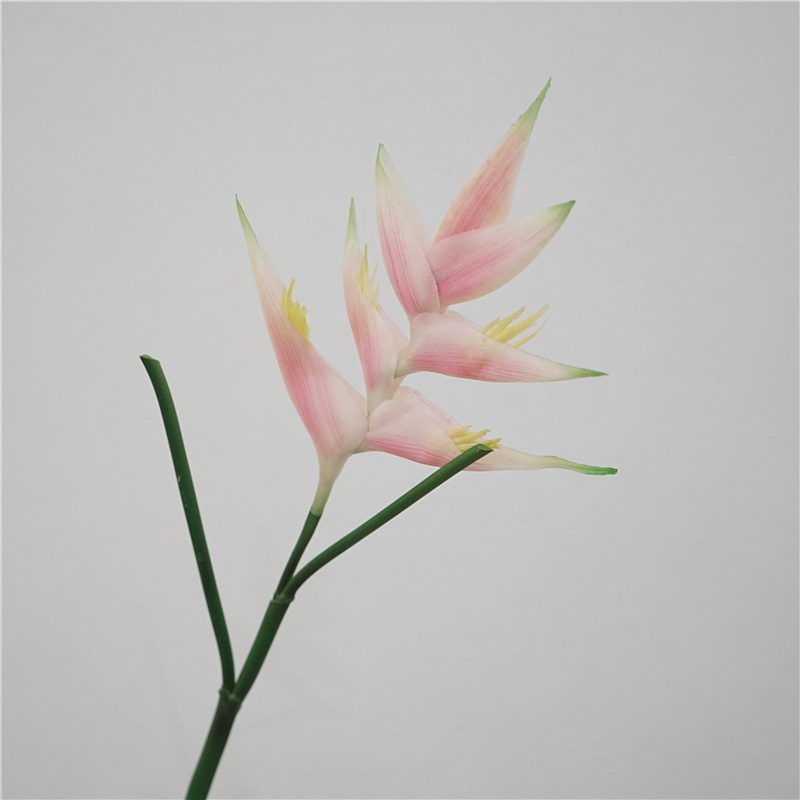 Realistic Heliconia