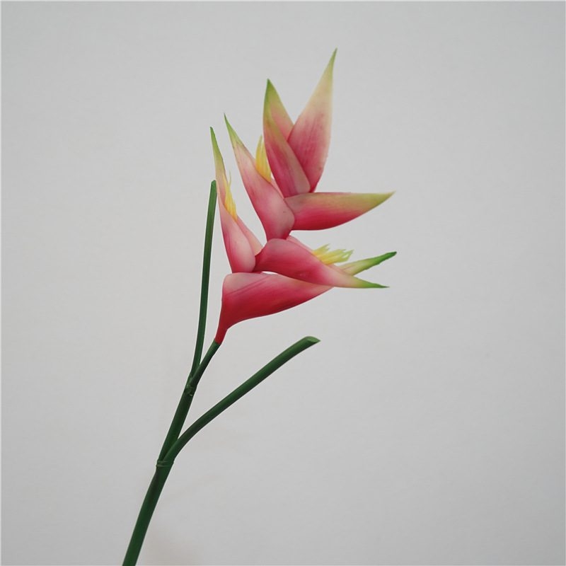 Realistic Heliconia