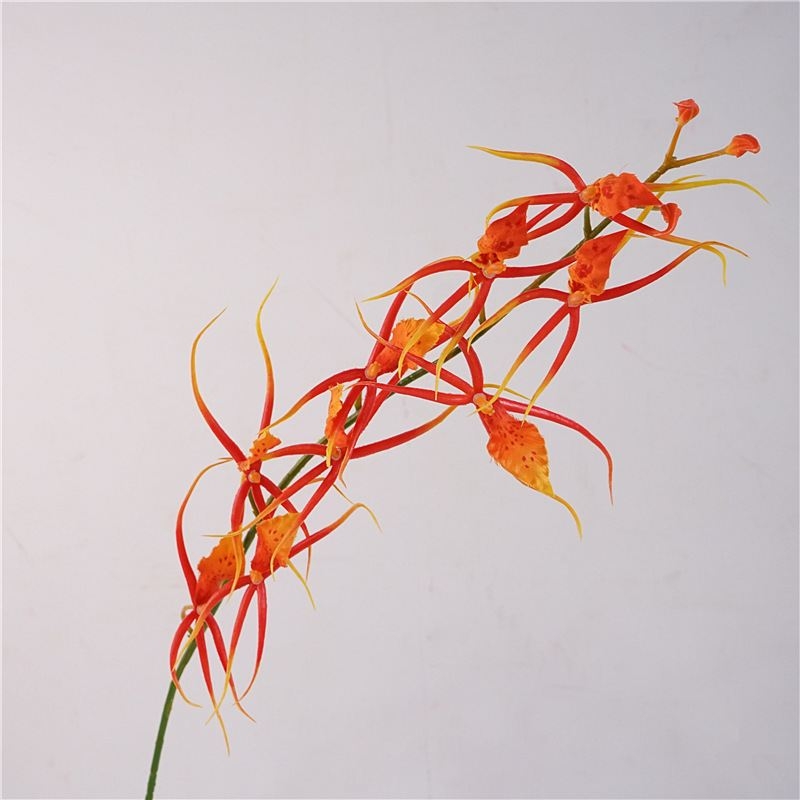 Faux Spider Orchid