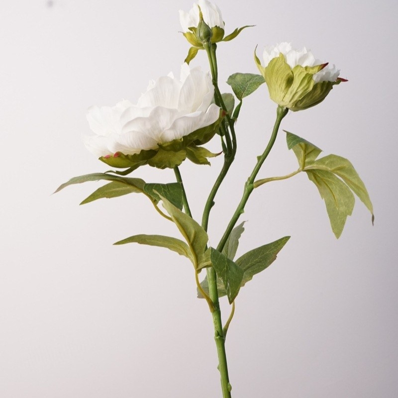 A realistic peony with three blooms