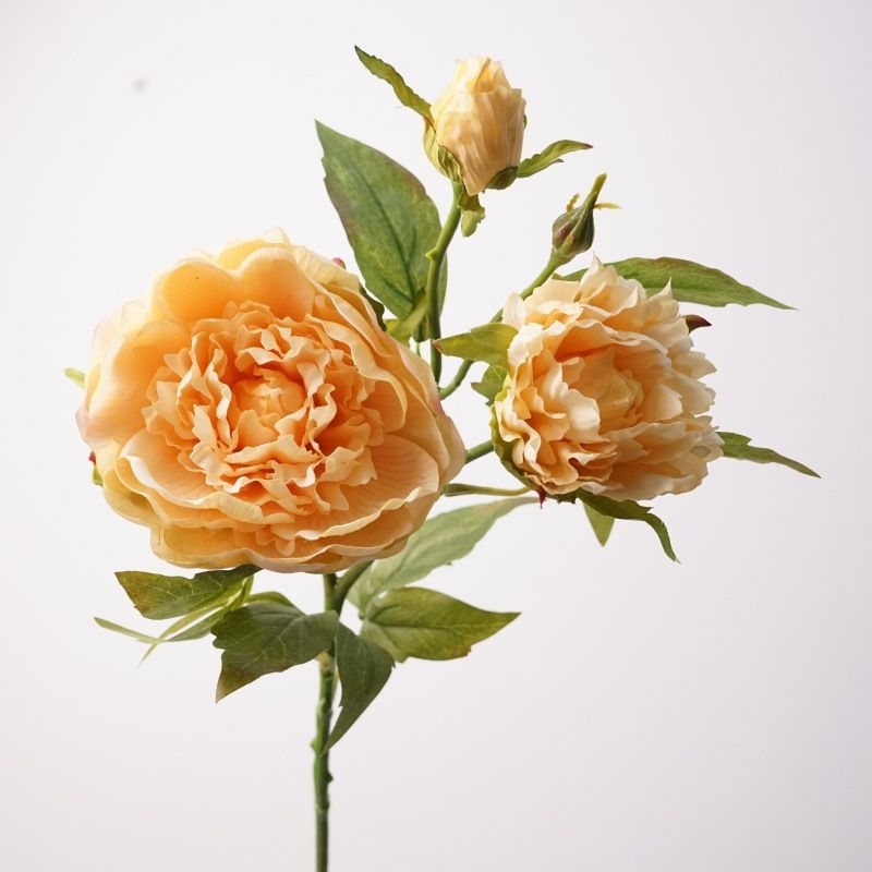 A realistic peony with three blooms