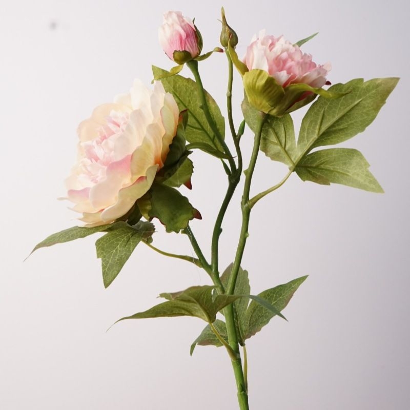 A realistic peony with three blooms