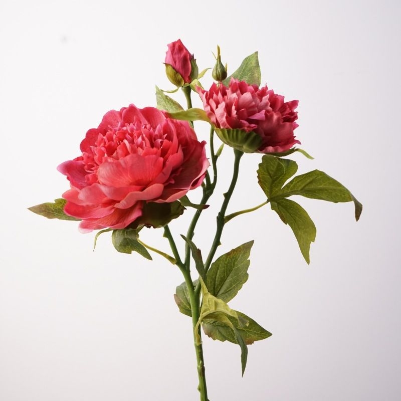 A realistic peony with three blooms