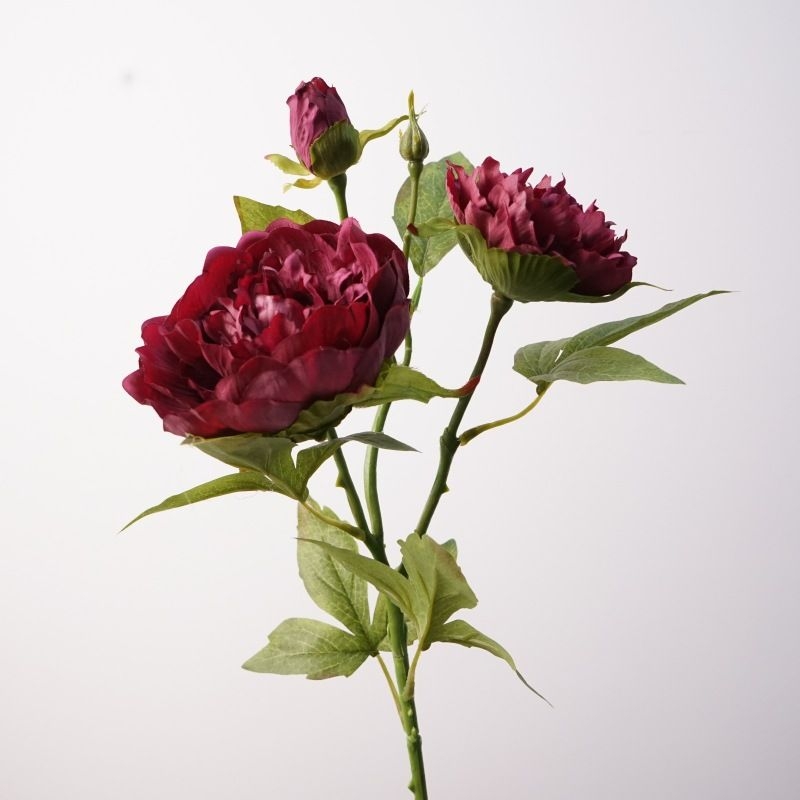 A realistic peony with three blooms