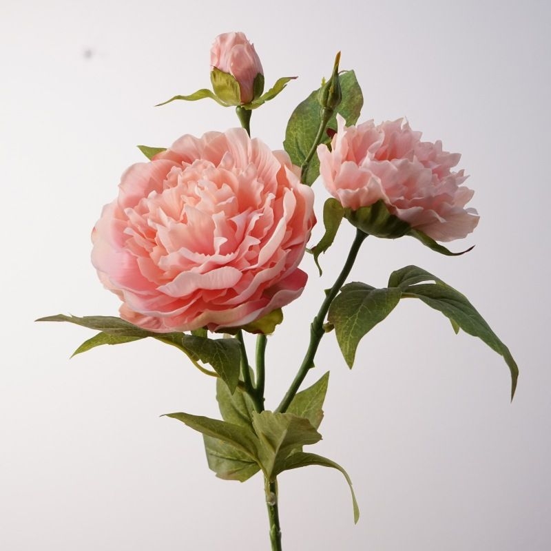 A realistic peony with three blooms