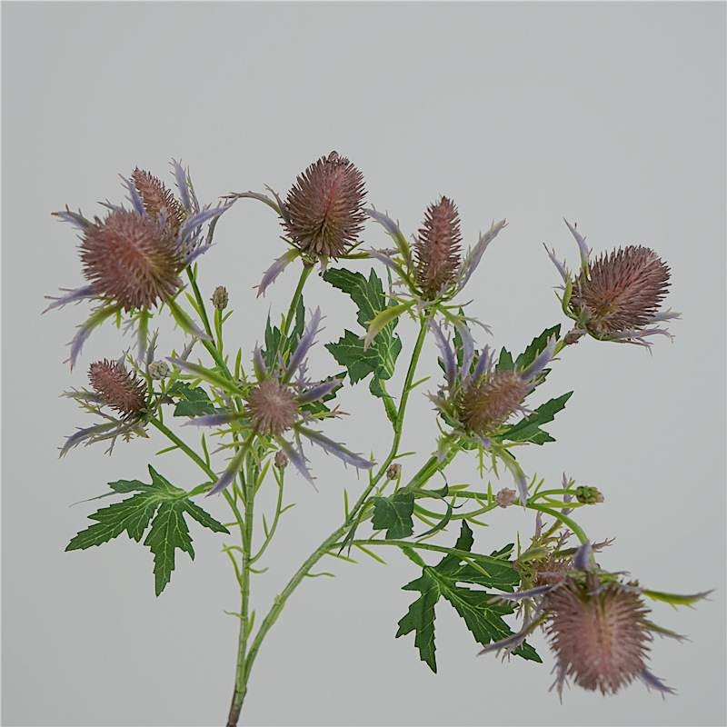 Realistic Eryngium
