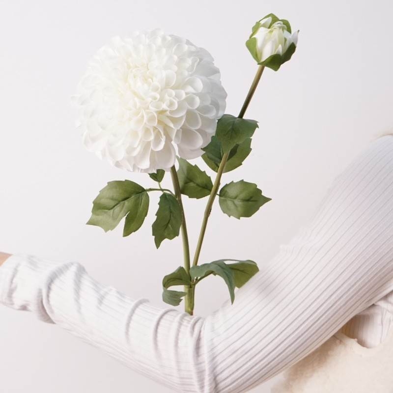 Soft-touch dahlia with two blooms