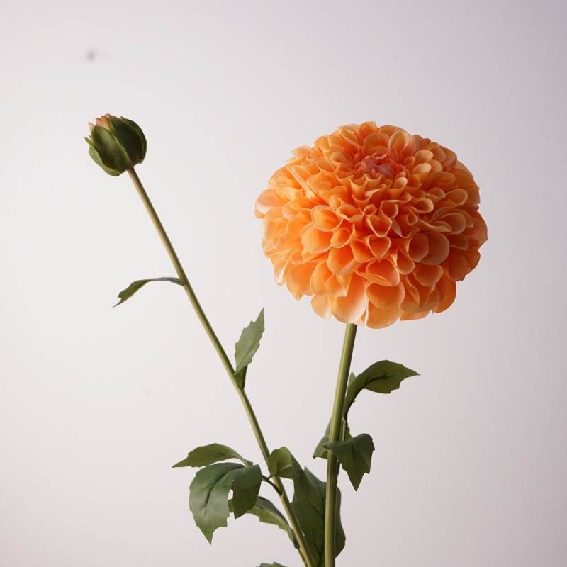 Soft-touch dahlia with two blooms