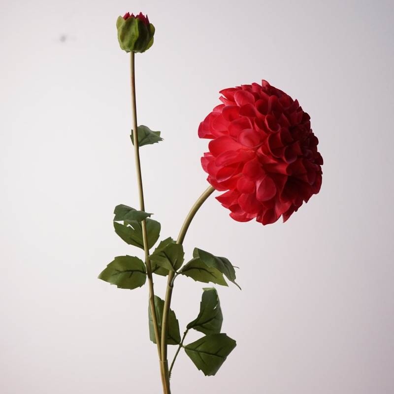 Soft-touch dahlia with two blooms