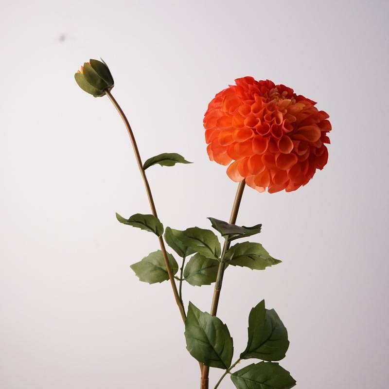 Soft-touch dahlia with two blooms
