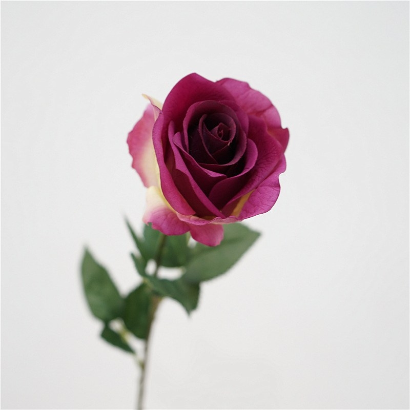 Soft-Touch Long Stem Artificial Rose – 66cm, 6cm Bloom