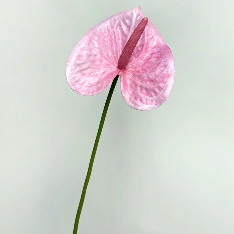Artificial Anthurium Flower Stem 66CM